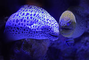 兩條斑點海鰻在藍色燈光的水族箱水中游泳。