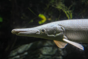 一條長鼻子的雀鱔魚在岩石和植物附近的黑暗水中游動。 — 海洋 壁紙