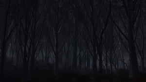 夜晚的黑暗森林，薄霧中的發光。 — 迷霧森林 壁紙