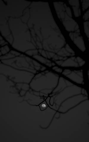 夜間光禿樹枝後的月亮