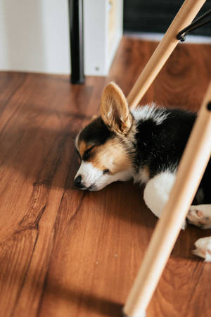 一隻睡覺的哥基幼犬在椅子下的木地板上休息。
