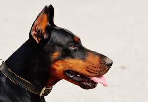 黑色和鏽色毛髮的杜賓犬戴著項圈