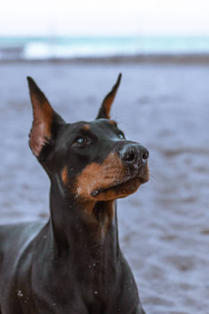 杜賓犬在海灘上仰望，口鼻沾沙