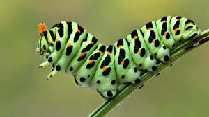 一條綠色毛毛蟲，帶有黑色和橙色斑點，在草葉上。