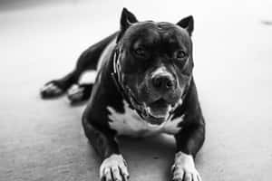 一隻黑白相間嘅比特犬躺低，以平靜嘅表情望住鏡頭。