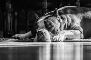 一隻比特犬在室內地毯上休息頭部，黑白照片。