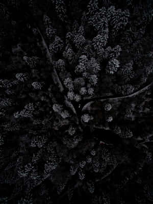 俯瞰白雪覆蓋的松樹林和蜿蜒的道路。
