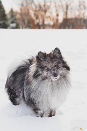 毛茸茸的灰白色博美犬在戶外雪地中站立。