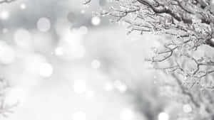 被雪覆蓋的樹枝，背景是柔和模糊的冬日景色。