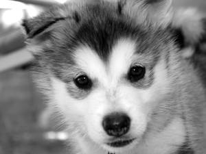 一隻毛茸茸的哈士奇幼犬看著鏡頭的黑白特寫。