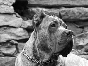 一隻戴著鏈條項圈的卡斯羅犬對著石牆望向一旁。 — 狗 壁紙