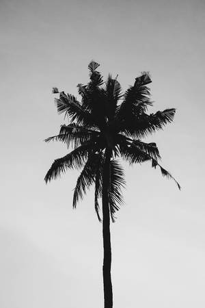 灰色天空下棕櫚樹的高大剪影（黑白）。 — 樹 壁紙