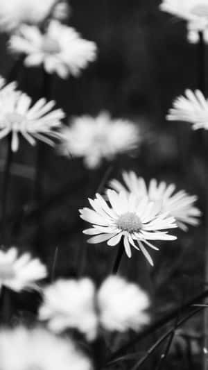 淺景深田野中的黑白雛菊。