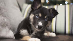德國牧羊犬背景 — 小狗 壁紙