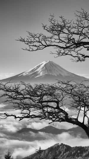 富士山由光禿禿嘅樹枝框住，下面係雲海嘅黑白景色。