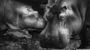 兩隻河馬在溫柔的黑白野生動物照片中互相依偎。