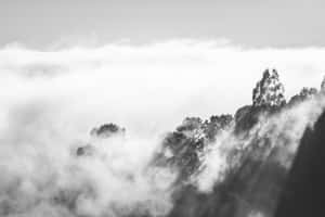 樹木從山景中的霧雲中浮現。