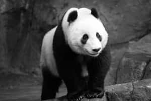 一隻黑白熊貓站在自然環境中的岩石上。 — 熊貓 壁紙