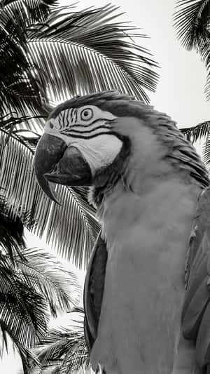 一隻羽毛細節豐富嘅金剛鸚鵡，由黑白棕櫚葉框住。 — 鳥 壁紙