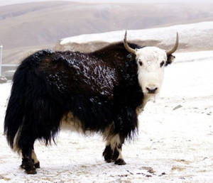 一頭黑白氂牛站在雪地上，背景有山丘。