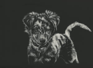 一隻戴著項圈的黑白插圖小狗向前看。