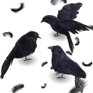 三隻黑鳥，紅色眼睛，漂浮羽毛，白色背景 — 黑暗森林 壁紙