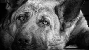 德國牧羊犬臉部特寫，黑白影像中眼神強烈。