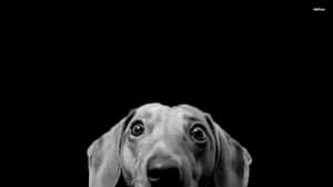一隻臘腸犬在黑色背景上抬起頭，睜著一雙充滿好奇的大眼睛。