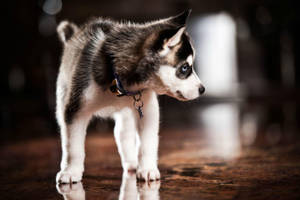 一隻藍眼睛的哈士奇幼犬站在有倒影的木地板上。
