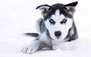 雪地中的藍眼哈士奇幼犬 — 小狗 壁紙