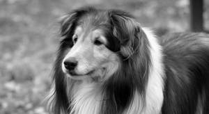一隻長毛牧羊犬喺黑白中若有所思咁望住側邊。
