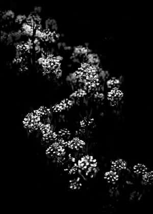 發光的白花在黑色背景下於戲劇性的黑白照片中脫穎而出。 — 黑白 壁紙