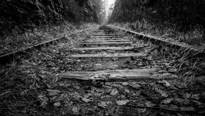 廢棄的鐵路軌道消失在迷霧森林隧道中。