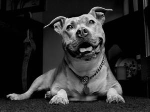 一隻快樂的比特犬戴著鏈條項圈躺在室內。