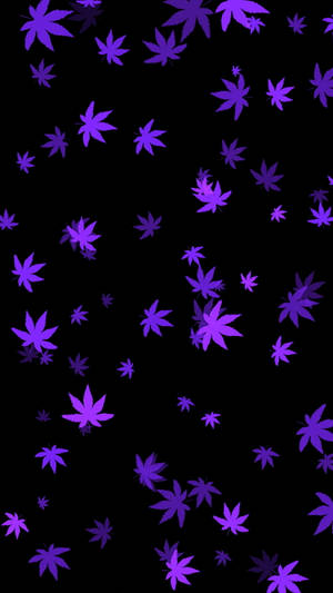 在黑暗中飄浮的紫色楓葉 — 黑紫 壁紙
