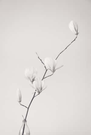 玻璃瓶中的木蘭花和花蕾，背景是素牆。 — 唯美花朵動圖 壁紙