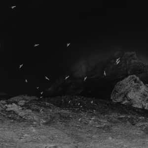 鳥兒在夜間飛越岩石山脈，黑白影像。
