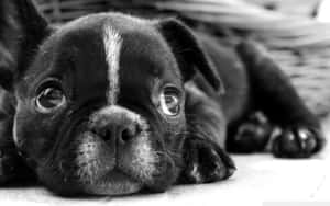 一隻法國鬥牛犬幼犬躺下，有大眼睛的黑白照片。 — 小狗 壁紙
