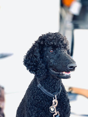 黑色捲毛貴賓犬戴著牽繩和項圈微笑