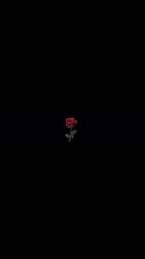 一朵發光的紅玫瑰，帶有莖和葉子，居中在黑色背景上。