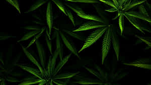 在黑色背景下發光的綠色大麻葉。