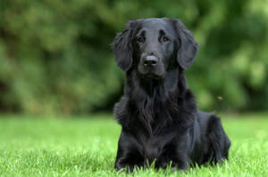 黑狗坐在自然環境中的綠色草地上