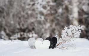 三塊心形石頭在雪地上，旁邊是結霜的樹枝