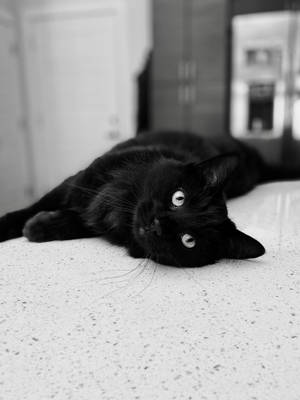 黑貓在廚房檯面上休息，明亮的眼睛向上看