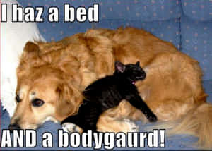 金毛尋回犬背上有黑貓 文字：I haz a bed AND a bodyguard — 搞笑 壁紙