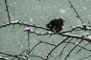 冬日降雪時，深色鳥兒棲息在積雪的樹枝上。