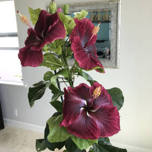 高大的芙蓉植物，帶有深紅色花朵和綠色葉子，在室內靠近鏡子。