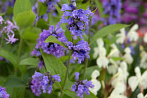 花園中紫色開花植物和綠葉的特寫。 — 紫色花朵 壁紙