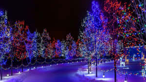 夜晚，白雪覆蓋的公園小徑被光禿禿樹木上的彩色燈串照亮。
