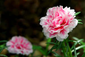 花園中一朵帶有綠葉的粉白色康乃馨花。 — 淺粉紅色美學動圖 壁紙